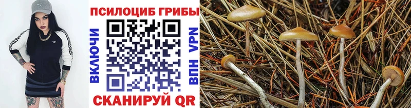 Псилоцибиновые грибы Psilocybine cubensis  Кингисепп 